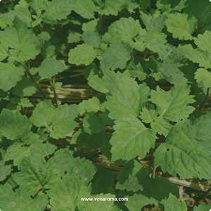 Huile de base fixative premium indonésienne de Sumatra, riche et intense, aux notes boisées terrestres pour parfums raffinés - Product Image 1