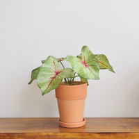 Faux Calathea Orbifolia, plante panachée artificielle de luxe pour un design d'intérieur moderne