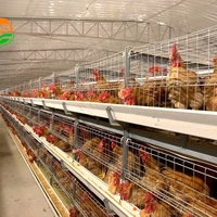 Cage manuelle en batterie de type H pour poules pondeuses Cages pour poules pondeuses 2000 couches élevage de volailles avec système de nettoyage à courroie