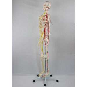 Modelo de Entrenamiento Médico de PVC DARHMMY, Esqueleto <span class=keywords><strong>Humano</strong></span> Avanzado con Estructuras Nerviosas y Vasculares, Hecho en China, Modelo BOU/190012 para Uso Médico - Product Image 3
