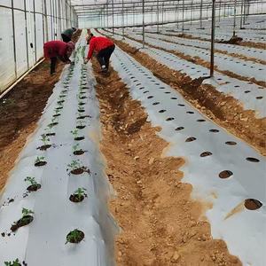 Feuilles <span class=keywords><strong>de</strong></span> <span class=keywords><strong>paillage</strong></span> des abeilles <span class=keywords><strong>de</strong></span> jardin Tomate agricole biodégradable Best Seller <span class=keywords><strong>Film</strong></span> <span class=keywords><strong>de</strong></span> paillis plastique agricole <span class=keywords><strong>Film</strong></span> <span class=keywords><strong>de</strong></span> paillis noir argenté - Product Image 1