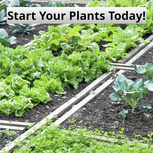 Couvercle Plateau Plateau Inférieur <span class=keywords><strong>Semis</strong></span> Propagateur Kit De Semences De Ferme Pots de Culture D'herbe Profonde racine de démarrage des semences plateaux 4 pouces pots <span class=keywords><strong>en</strong></span> <span class=keywords><strong>plastique</strong></span> - Product Image 6