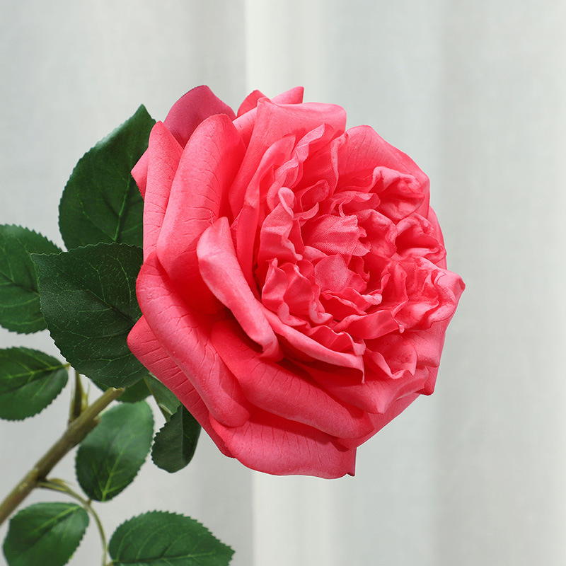 Rose red