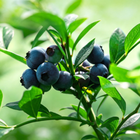 Poudre d'extrait de myrtille naturelle - 100% pure, lyophilisée, anthocyanidines, lutéoline, quercétine, qualité alimentaire, 1 kg pour smoothies