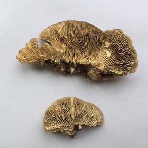 <span class=keywords><strong>Champignons</strong></span> Polypore Multicolores Sauvages, <span class=keywords><strong>Champignons</strong></span> Trametes Betulina Séchés, <span class=keywords><strong>Champignons</strong></span> Mazegill de Bouleau - Product Image 4