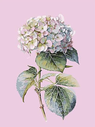 Color As Picture Shown