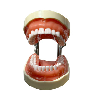 Modèle de résine dentaire standard 32 dents pleine bouche détachable préparation à l'enseignement oral pour la <span class=keywords><strong>formation</strong></span> en sciences médicales - Product Image 3