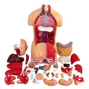 Modello Anatomico di Torso Umano con Organi Staccabili, Avanzato in PVC, 85cm, Durevole per Dimostrazioni Anatomiche nelle Scuole di Medicina - Product Image 6