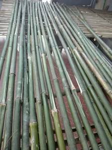 Postes de bambú, suministro de los mejores - Product Image 2