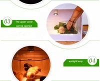 Équipement d'élevage de poussins chauds pour poulets de chair