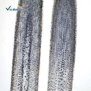 <span class=keywords><strong>Cebolla</strong></span> antera meiosis 12PCs <span class=keywords><strong>microscopio</strong></span> preparado botánica diapositivas - Product Image 3