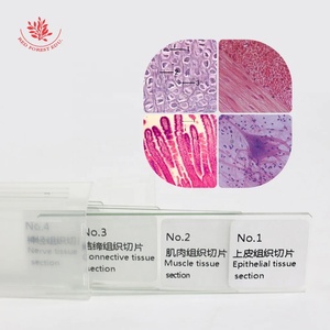 Mô học Slide 4 cái cơ bản của con người mô thủy tinh quang học phân phối y tế giảng dạy Trung Quốc và tiếng anh song ngữ nhãn - Product Image 2