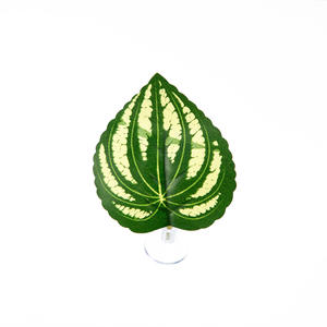 Aquarium Aquarium Aquarium Decoratie <span class=keywords><strong>Betta</strong></span> Splendens Rustbed Rustende Blad Paaien Blad Amfibie Reptiel Voederblad - Product Image 5