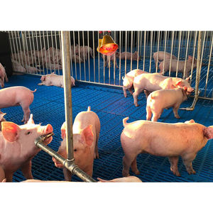 Équipement d'élevage porcin automatique : Corral <span class=keywords><strong>de</strong></span> sevrage pour porcelets après la période <span class=keywords><strong>de</strong></span> succion - Product Image 4