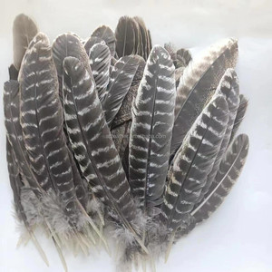 Pluma de Pavo Barreda Natural de 10-12 Pulgadas de Alta Calidad, Precio Competitivo, Venta Caliente, para Decoraciones - Product Image 2