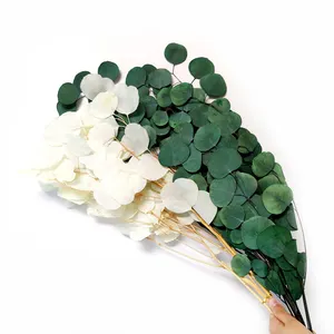 Onsterfelijke Eucalyptus Takken Eucalyptus Kofferbak Takken Ronde Bladeren Bewaard Zilveren Dollar Eucalyptus Voor Diy Garland Bridal