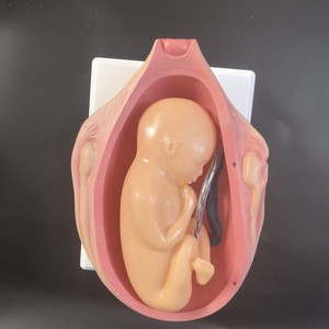 Mô hình phát triển phôi thai trước khi sinh-Quá trình tăng trưởng của thai nhi & công cụ nghiên cứu y học cho giáo dục sớm - Product Image 4