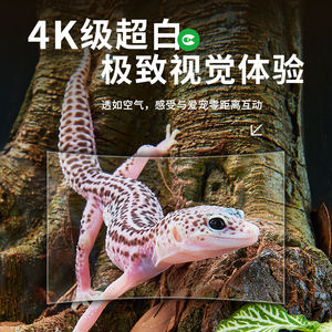 Cleen Fabriek Groothandel 40 Gallon Verticalen Reptielen Tank Decor Glazen Reptielen Behuizing Terrarium Voor Reptielen - Product Image 6