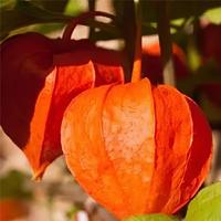 Poudre d'extrait d'Ashwagandha de haute pureté 2,5 % / 5 % / 10 % de Withanolides, extraction par solvant, matière première ayurvédique, qualité alimentaire, sac de 1 kg