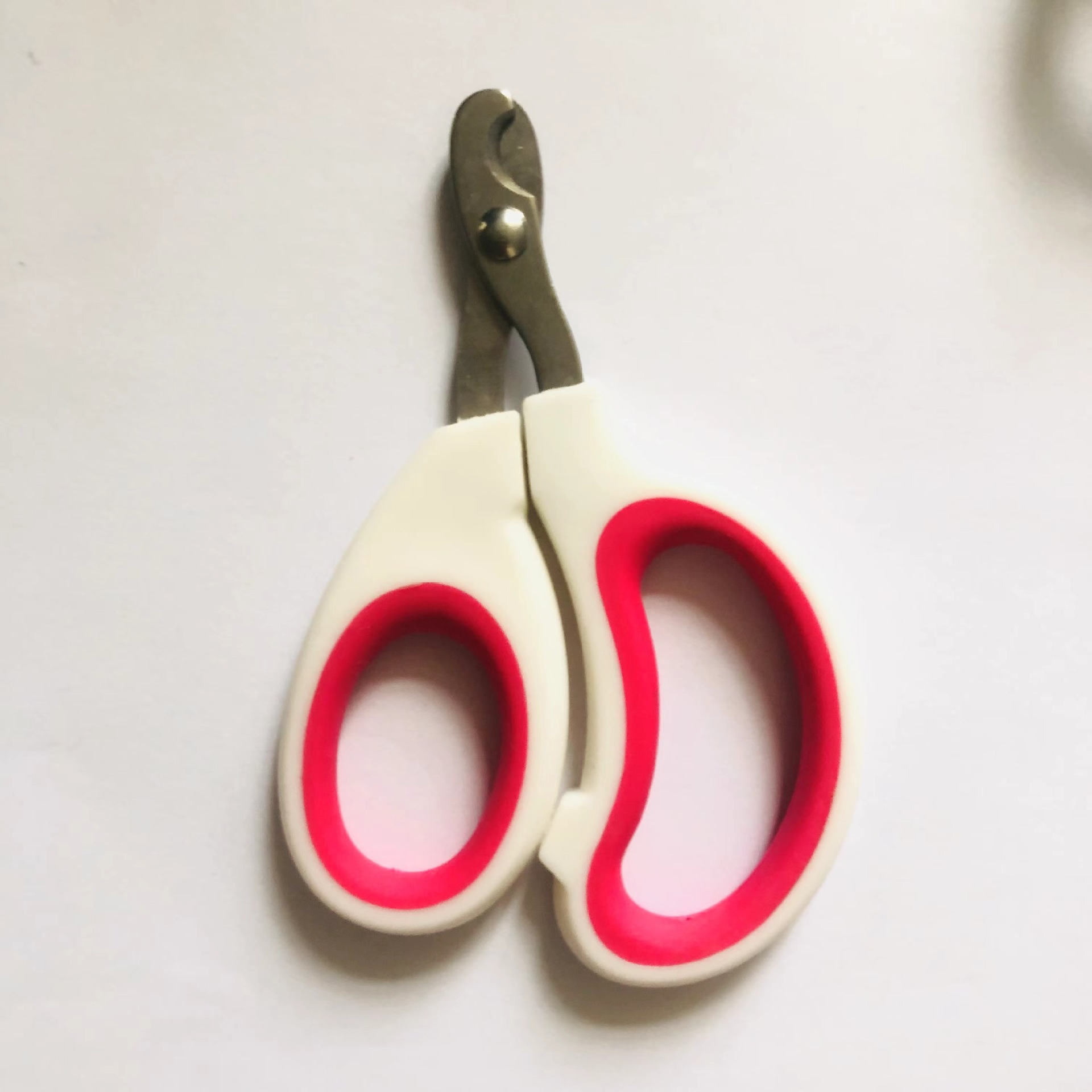 กุหลาบขาว