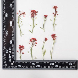 Lobularia <span class=keywords><strong>maritima</strong></span> seca en relieve, flor prensada dulce de alissum para bricolaje, funda de teléfono, decoración de uñas, joyería, postales, venta al por mayor - Product Image 3