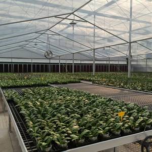 नर्सरी के साथ हाइड्रोपोनिक स्वचालित प्रणाली के लिए नई शैली सौर ग्रीनहाउस - Product Image 2