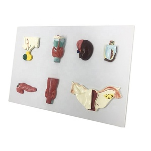 Endokrin sisteminin organları insan endokrin organları tiroid bezi - Product Image 1
