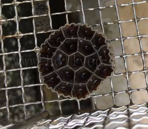 Filtro de acuario medios bio <span class=keywords><strong>bolas</strong></span> mbbr para la acuicultura estanque de peces - Product Image 3