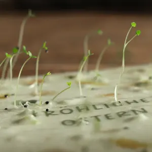 Cartão de agradecimento ecológico com impressão personalizada por atacado, etiquetas de sementes de flores para presente, sementes de papel biodegradáveis recicláveis e recicláveis