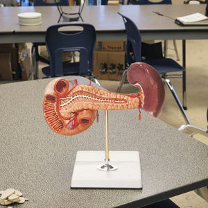 Modèle anatomique humain grandeur nature, modèle anatomique de la rate, du pancréas et du duodénum, modèle d'éducation scientifique médicale - Product Image 6