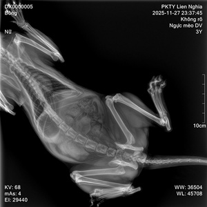 Équipement de diagnostic vétérinaire, système de radiographie dynamique monté au sol pour les cliniques vétérinaires, scanner <span class=keywords><strong>CT</strong></span> à bras en C pour les examens <span class=keywords><strong>CT</strong></span> - Product Image 4