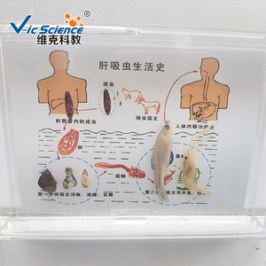 Recommandé pour l'enseignement : Spécimens préservés du cycle de vie des vers vives du foie ; Matériels pédagogiques pour l'enseignement supérieur ; Divers - Product Image 4