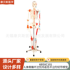 Modèle d'anatomie humaine KBS/XC101 : Squelette avec moitié musculaire colorée et moitié ligamentaire attachée - Product Image 4