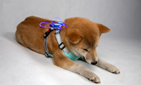 Nouvelle laisse réfléchissante pour chien avec ailes d'ange en polyester respirant, vente directe, harnais lumineux à LED