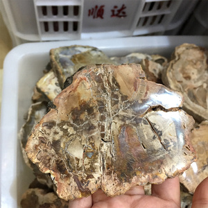 Plaque de bois pétrifié en pierre naturelle de haute qualité, tranche de xylopal pour sous-verre, en vente - Product Image 1