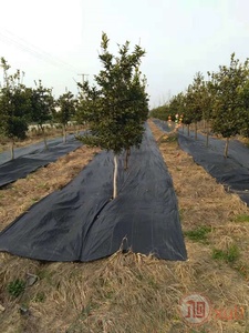 PP chống cỏ dại kiểm soát vải chặn mulch phim CuộN che phủ mặt đất lưới cỏ dại mulch cho nông nghiệp cảnh quan vải cỏ dại Mat che phủ mặt đất - Product Image 6