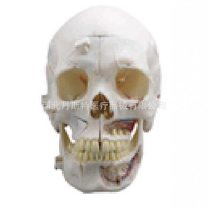 Modèle de crâne en silicone médical pour l'enseignement de l'anatomie, à usage éducatif - Product Image 3