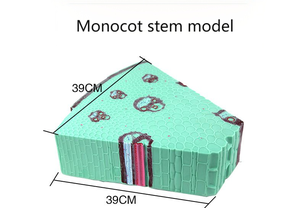 Modèle d'anatomie <span class=keywords><strong>de</strong></span> tige <span class=keywords><strong>de</strong></span> monocotylédon en PVC, structure tissulaire <span class=keywords><strong>de</strong></span> tige <span class=keywords><strong>de</strong></span> monocotylédon, modèle <span class=keywords><strong>de</strong></span> démonstration pédagogique <span class=keywords><strong>de</strong></span> <span class=keywords><strong>botanique</strong></span> biologique - Product Image 4