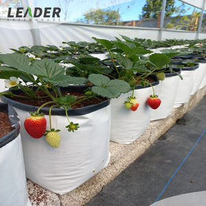 UV estabilizado huerto vivero invernadero agrícola 5 galones bolsa de cultivo cuadrado negro blanco PE suave bolsa de plantación de árboles frutales - Product Image 6