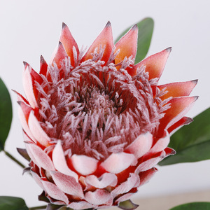 Flor Artificial 3D de Protea, Alta Simulación, Decoración para Bodas y Hogar, Material Duradero - Product Image 2