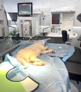 Geavanceerde dierenanesthesie intelligente veterinaire anesthesiewerkstation met geïntegreerde ventilator en touchscreen - Product Image 6