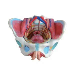 Male Genital Organ Female Pelvis Model