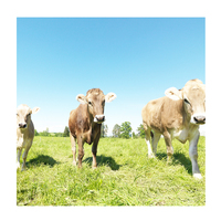 Nutrition Enhancers CAS 72-19-5 thréonine l-thréonine 98.5% feed grade prix