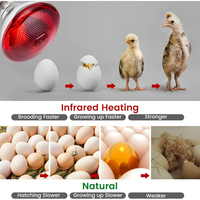 Ampoule chauffante infrarouge étanche multi-modèles pour éleveuse, idéale pour le réchauffement des porcelets, des poussins et du bétail en ferme