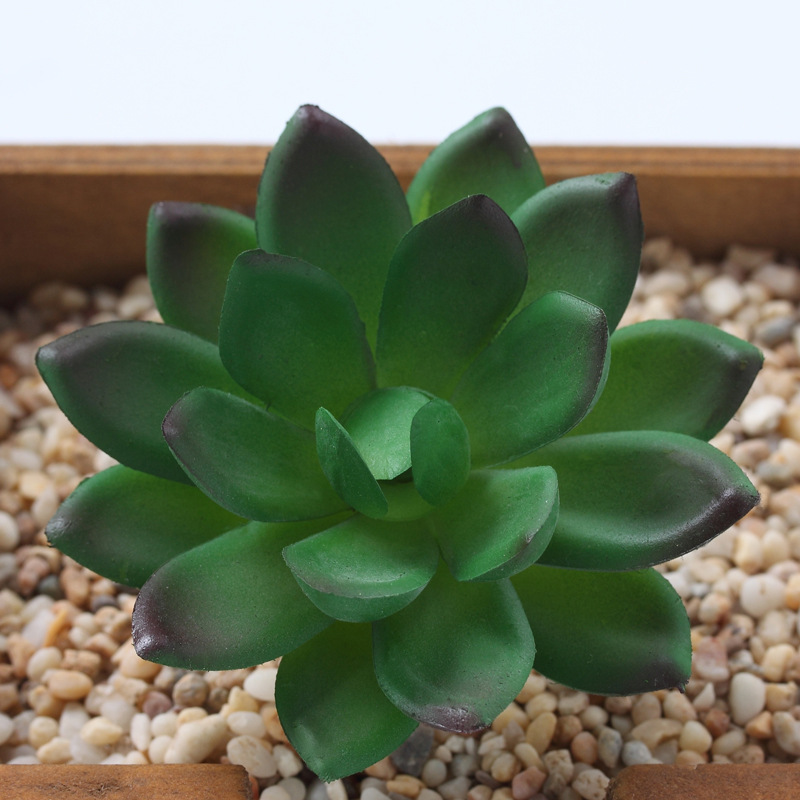 Colorful---4 layers of lotus flowers