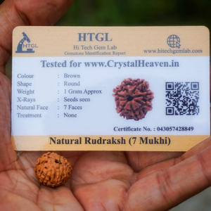 Cuentas de Rudraksha marrones naturales Rudrksha para Pooja y meditación de la India, cuentas originales a precio por mayor - Product Image 5