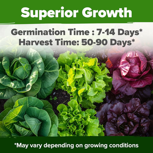 25,800 + cimelio di verdure Non ogm 95% la germinazione 10 varietà di burro di cavolo nero per piantatrici di vasi di fiori idroponici - Product Image 5