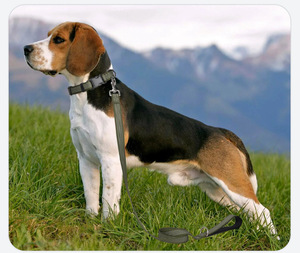 Nuevas correas reflectantes de nailon acolchado para mascotas 2026, ajustables, con logotipo personalizado y gancho de resorte, para caminar a la seguridad del perro en la noche. - Product Image 5