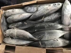 Premium Natural Wild Caught Frozen Bonito Portions Bulk Wholesale High Protein Low Carb Seafood For Food Service HoReCa Catering - Product Image 2