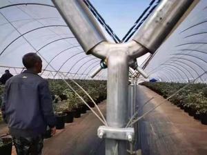 Serres Sainpoly Polytunnels, abri contre la pluie, pour la plantation de bleuets en Australie, serres agricoles - Product Image 2